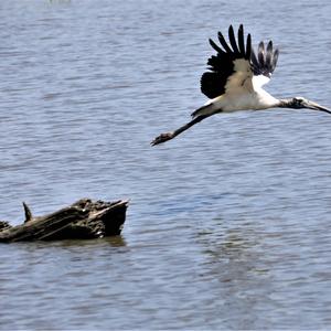 Wood Stork