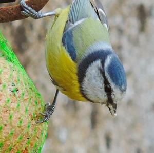 Blue Tit