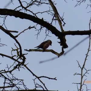 Hawfinch