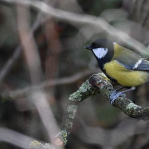 Great Tit