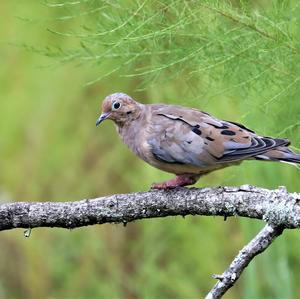 Mourning Dove