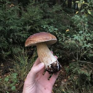 King Bolete