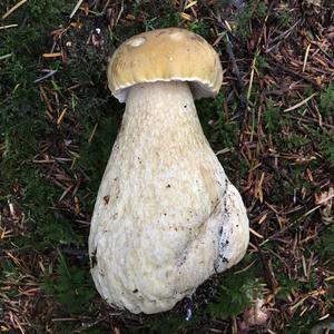 Bitter Bolete