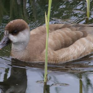 Red-crested Pochard