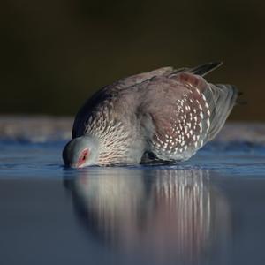 Guineataube