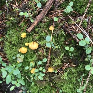 Chanterelle, Common