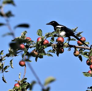 Black-billed Magpie