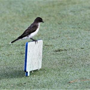 Eastern Kingbird