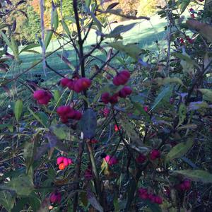 Unknown Species