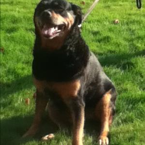 Rottweiler