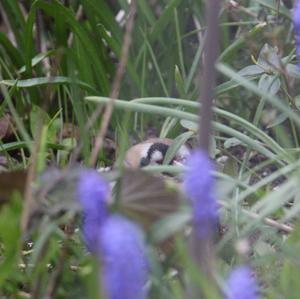 European Goldfinch