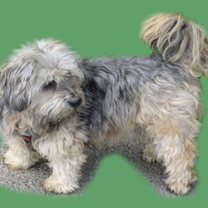 Lhasa Apso