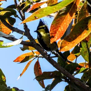 Yellow-cheeked Tit