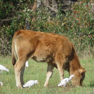 Cattle Egret