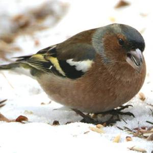 Eurasian Chaffinch