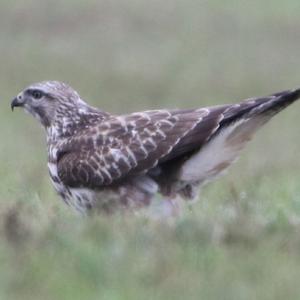 Common Buzzard