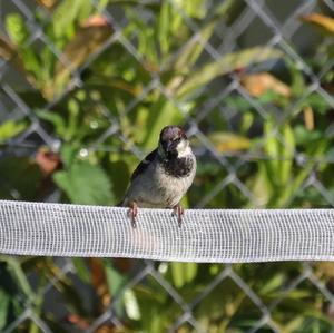 House Sparrow