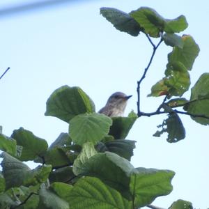 Spotted Flycatcher