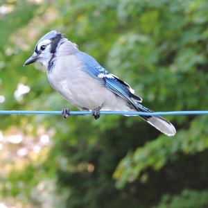 Blue Jay