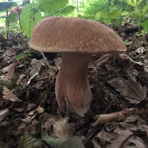 Summer Bolete