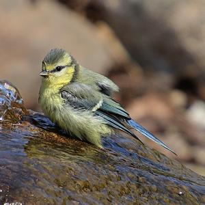 Blue Tit