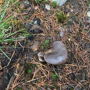 Oyster Mushroom