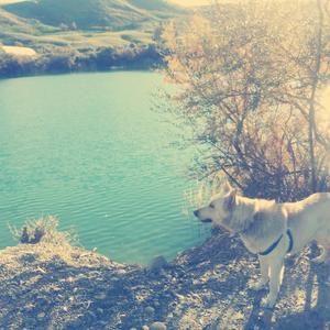 Berger Blanc Suisse