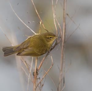 Common Chiffchaff