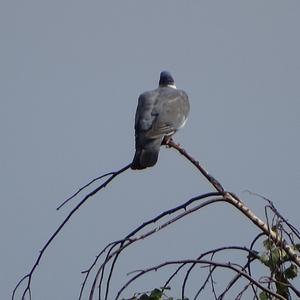 Common Wood-pigeon