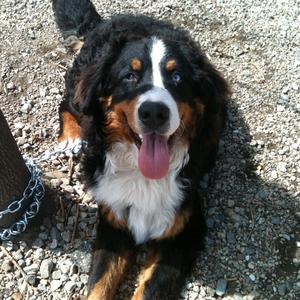 Bernese Mountain Dog