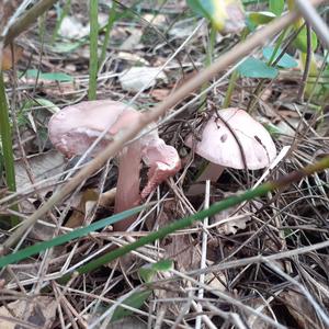 Pink Mycena