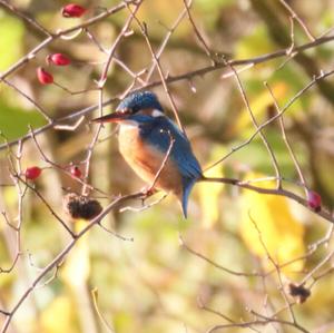 Eisvogel