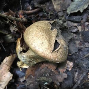 Gem-studded Puffball