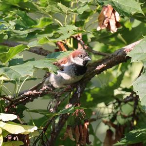 House Sparrow