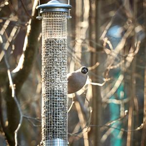 Eurasian Bullfinch