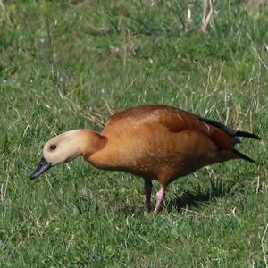 Ruddy Shelduck