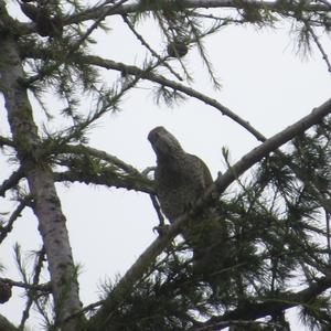 Eurasian Green Woodpecker