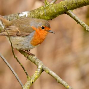 European Robin