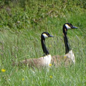 Canada Goose