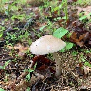 Entoloma sepium