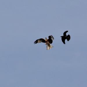 Red Kite