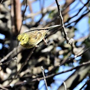 Yellowhammer