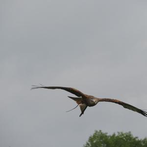 Red Kite