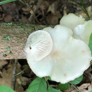 Oyster Mushroom