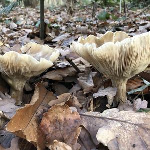 Fat-footed Clitocybe