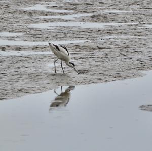 Pied Avocet