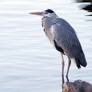 Grey Heron