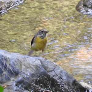 Grey Wagtail