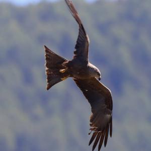 Black Kite