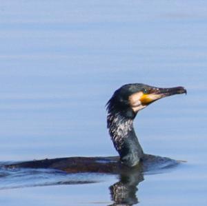 European Shag